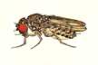 Drosophila_mulleri