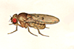 Drosophila_munda