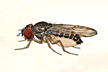 Drosophila_narragansett