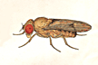 Drosophila_nebulosa