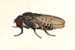 Drosophila_nigricruria