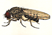 Drosophila_nigrohydei