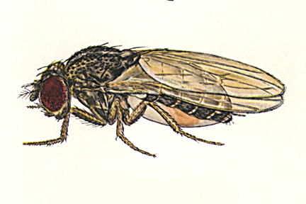 Drosophila_nigrospiracula