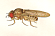 Drosophila_orbospiracula