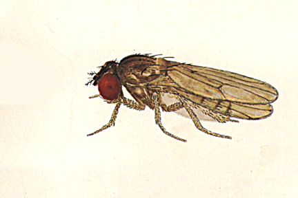 Drosophila_parachrogaster