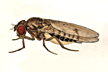 Drosophila_pinicola