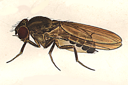 Drosophila_pollinospadix