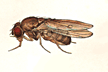 Drosophila_polychaeta