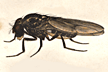 Drosophila_ponderosa