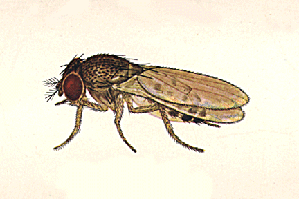 Drosophila_racemova