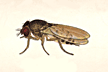 Drosophila_racemova