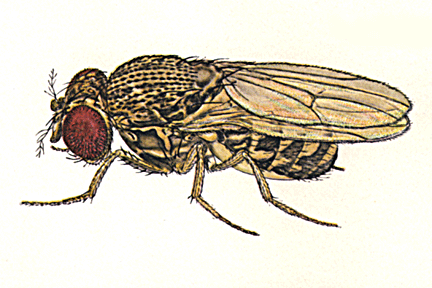 Drosophila_repleta