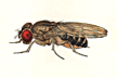 Drosophila_ritae