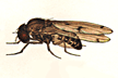 Drosophila_rubrifrons