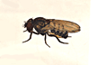 Drosophila_sellata