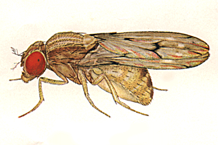 Drosophila_sigmoides