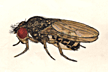 Drosophila_spenceri