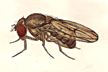 Drosophila_subbadia