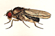 Drosophila_subfunebris