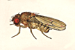 Drosophila_submacroptera