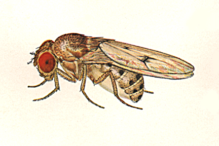 Drosophila_subquinaria