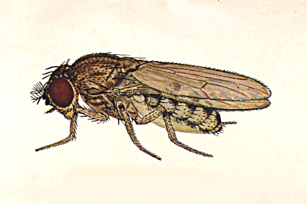 Drosophila_subviridis