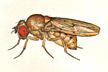 Drosophila_transversa
