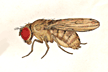 Drosophila_tripunctata