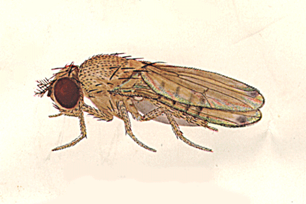 Drosophila_uninubes