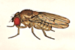 Drosophila_unipunctata