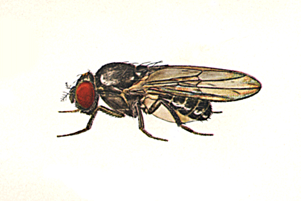 Drosophila_victoria