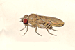 Drosophila_willistoni